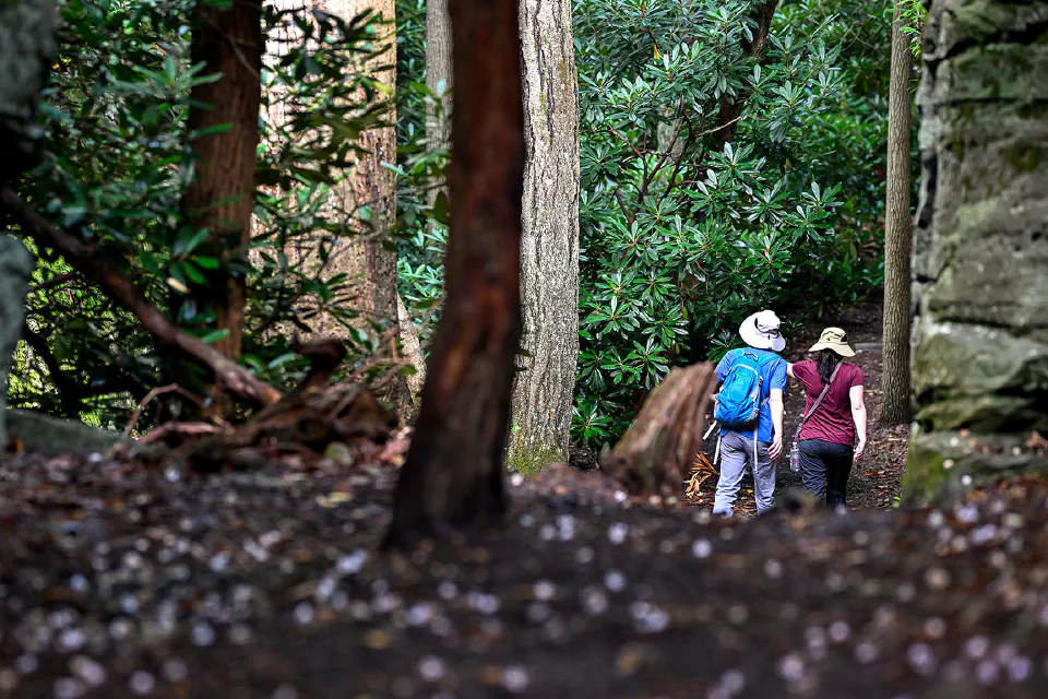 Two people walking on Rock City Trail at Coopers Rock State Forest.