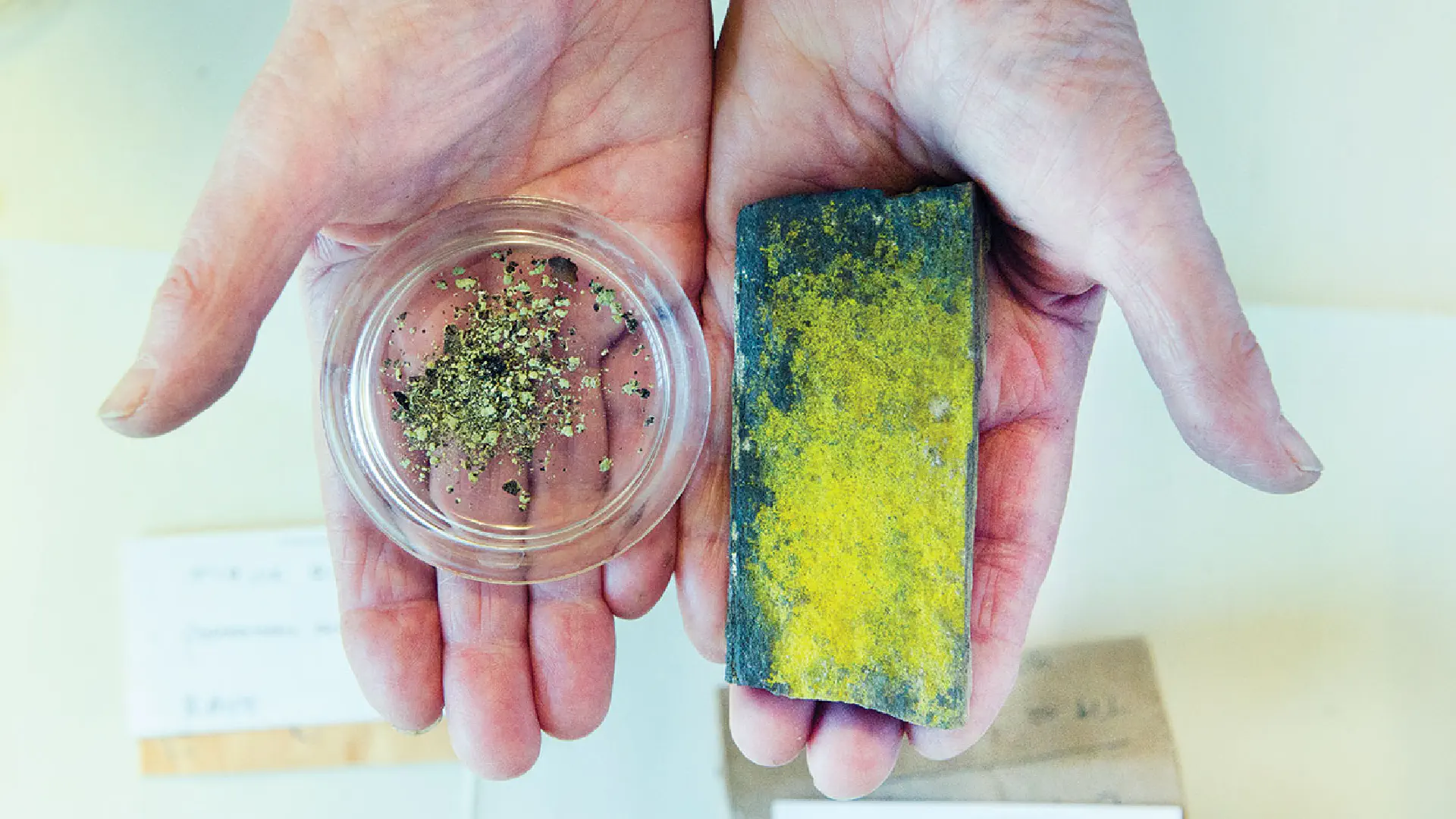 Sample of plant material in petri dish and on rock.