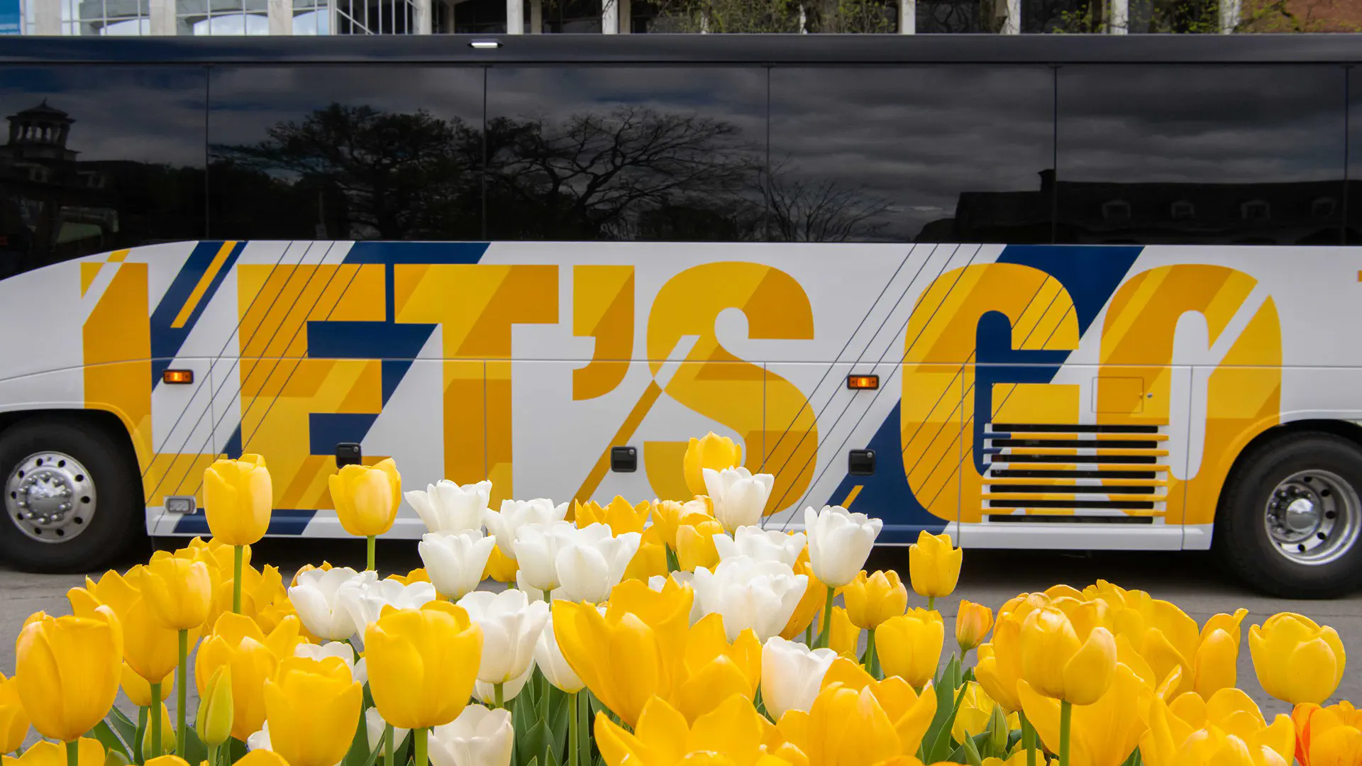 Yellow and white tulips with WVU Let's Go bus in background