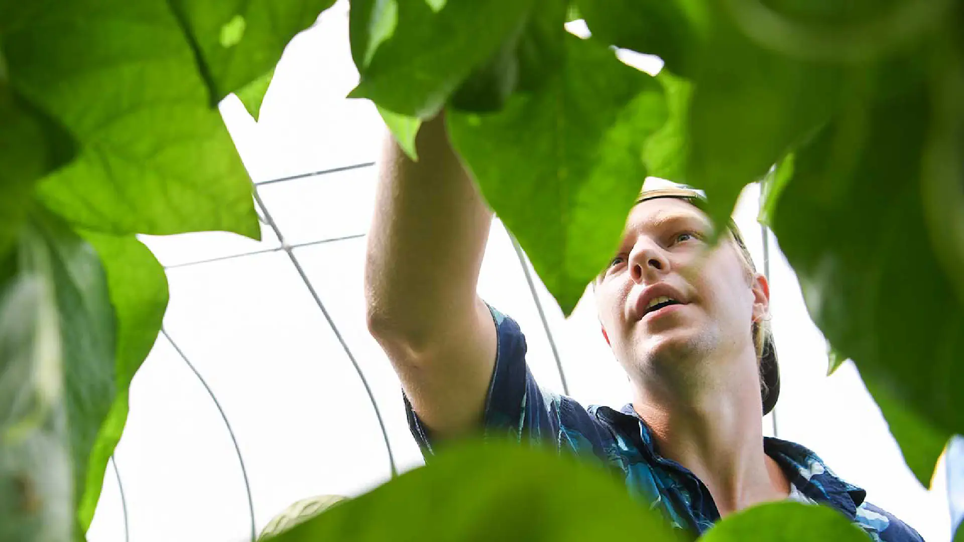 Person inspecting bright green plants