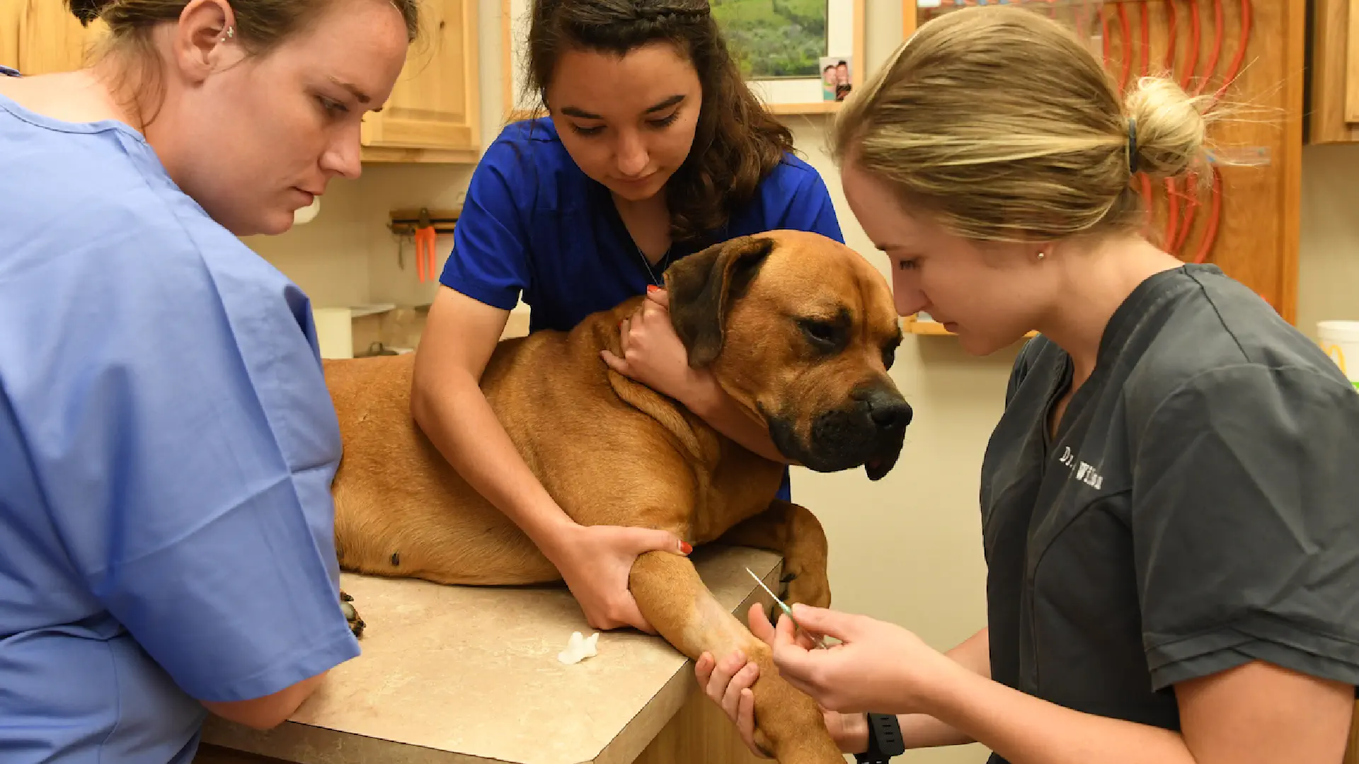 Student assisting vet techs as they care for a dog