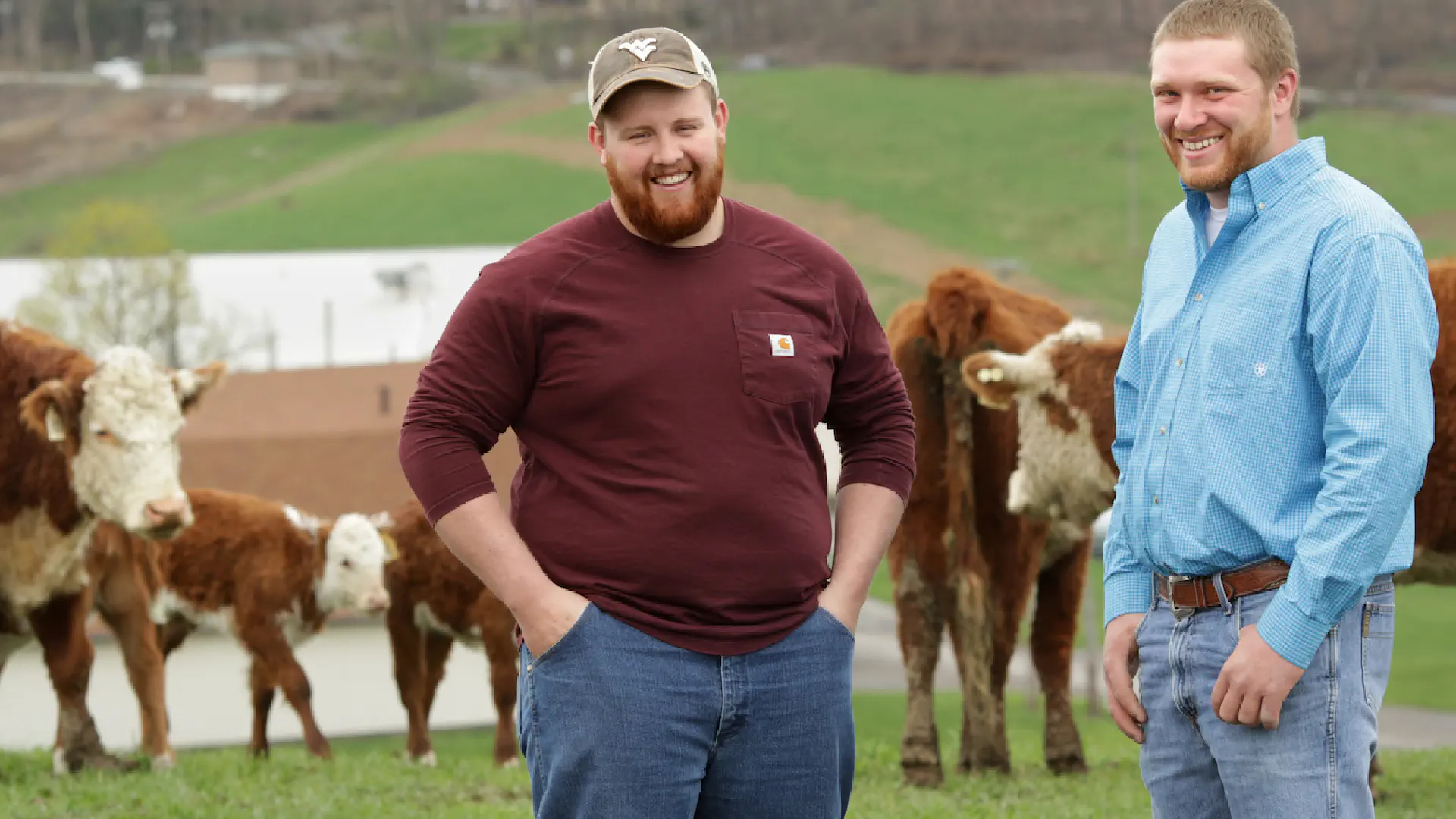 Two people stand in a field with Hereford cattle